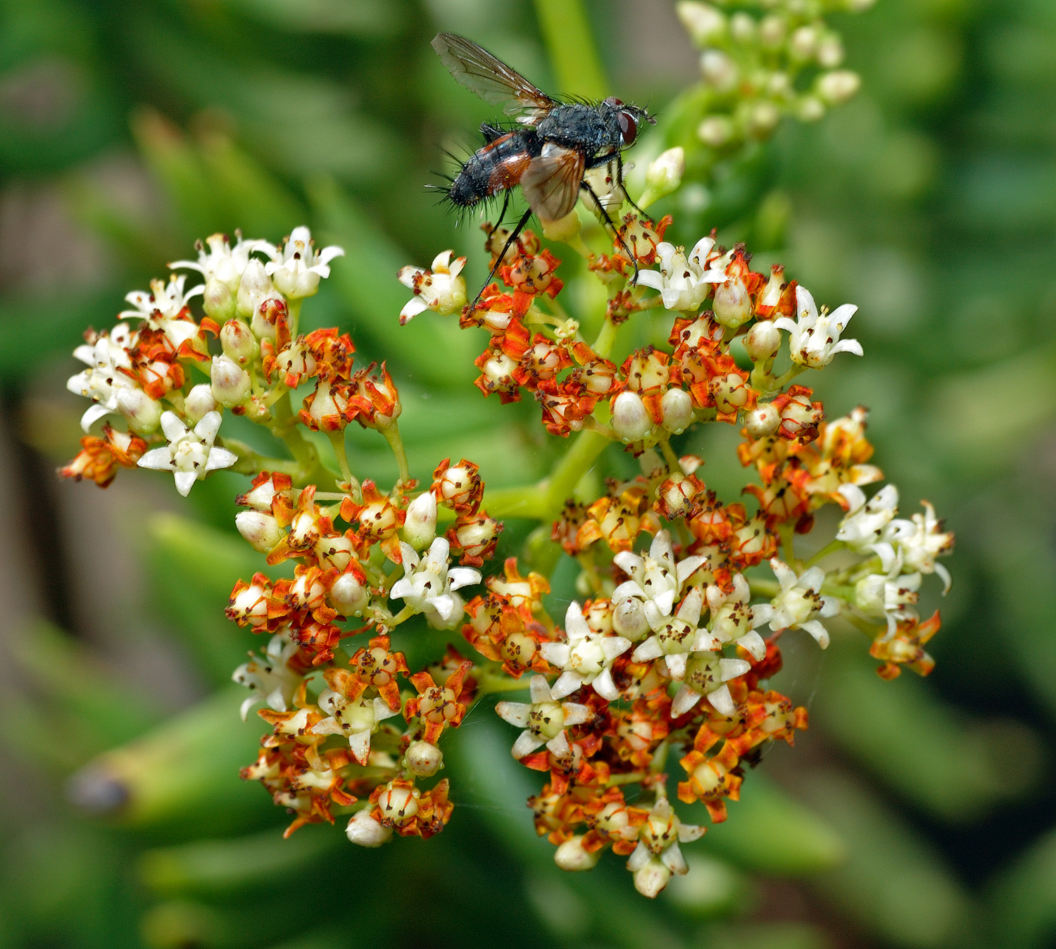 detalhe das flores da Crassula_tetragona