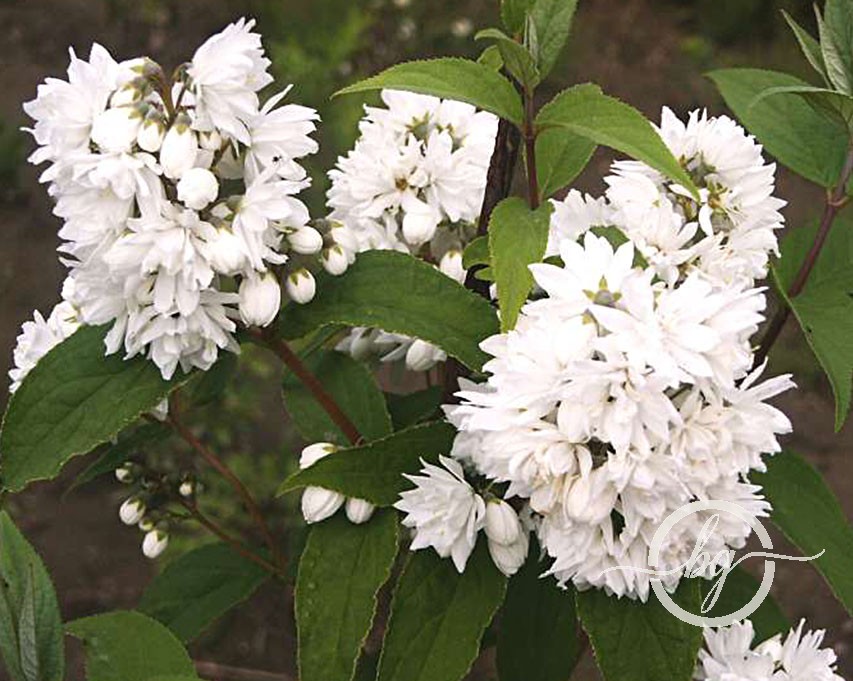 deutzia-scabra