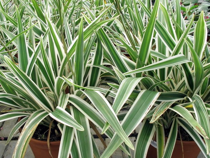 dianella tasmanica