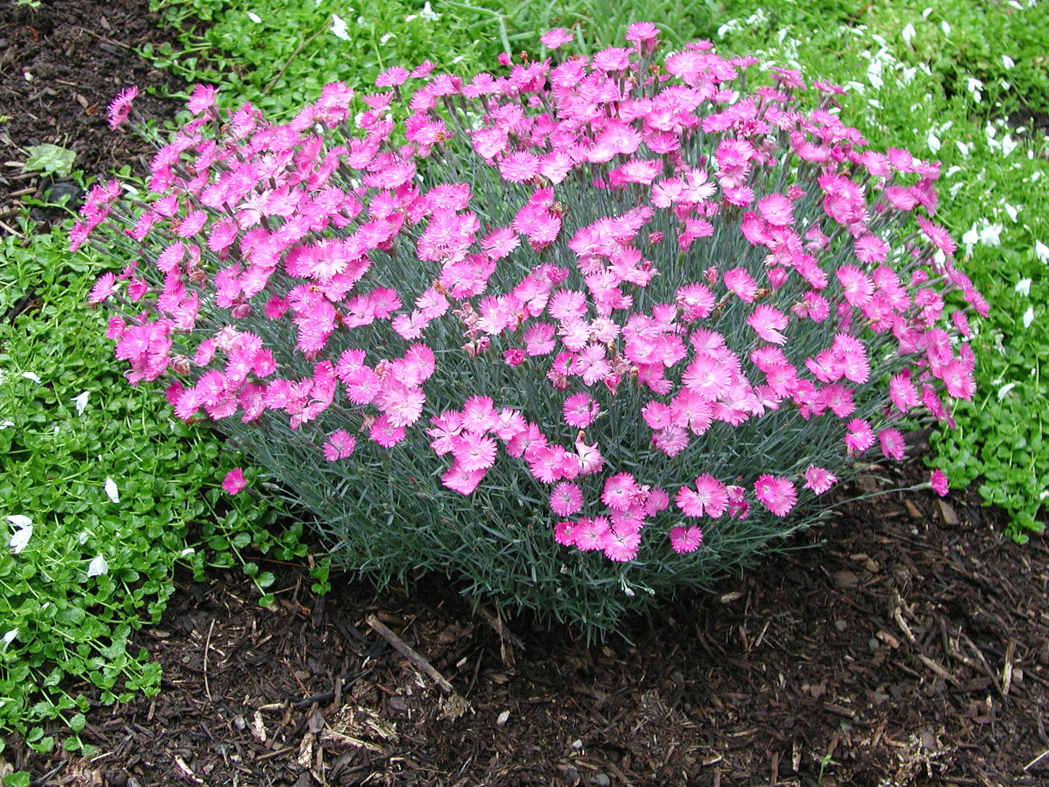 dianthus.firewitch