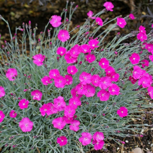 dianthus22