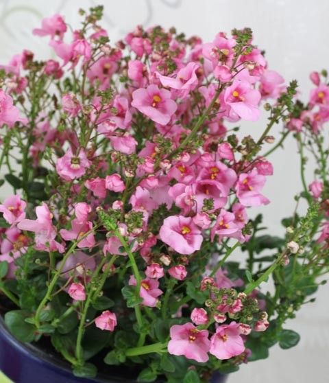 diascia-spp-