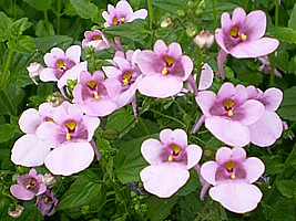 diascia_sp-confete