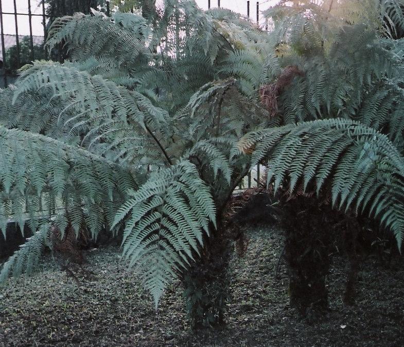 dicksonia sellowiana xaxim