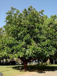 dillenia indica