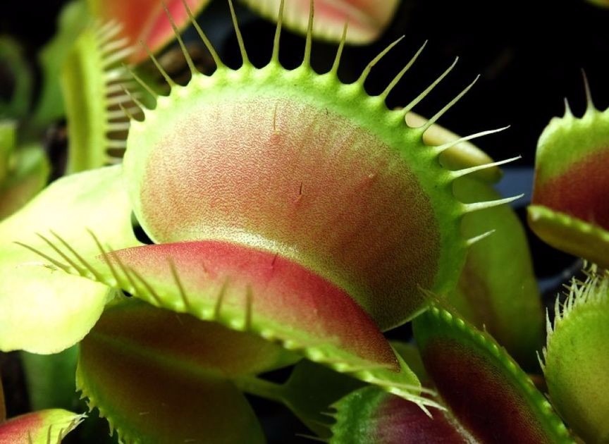 dionaea muscipula