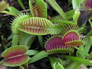 dionaea