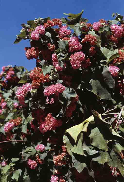 dombeya