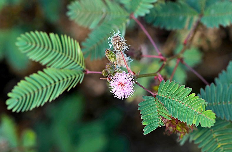 mimosa-pudica