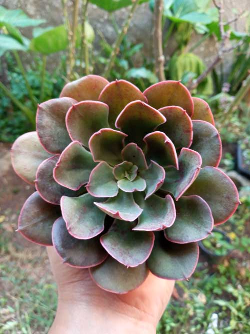 Echeveria painted frills 