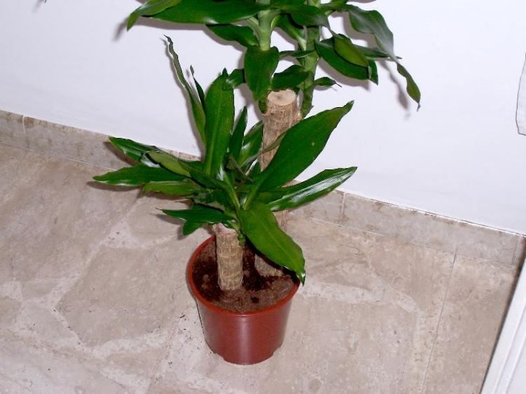 dracaena_fragrans_10