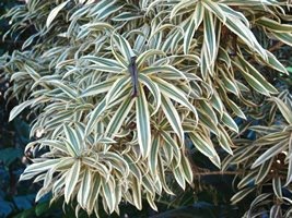 dracaena_reflexa