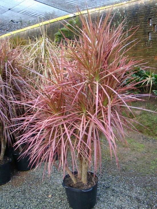 dracena-madagascar-vermelha