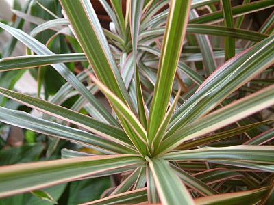 dracena marginata