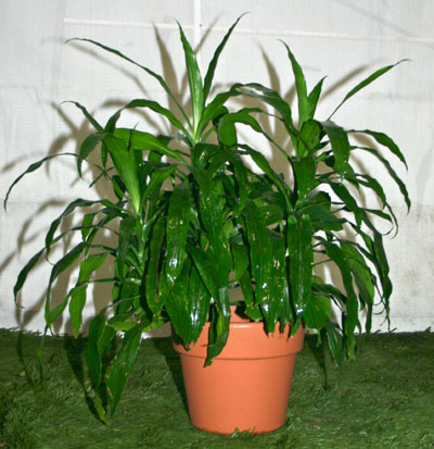 dracena