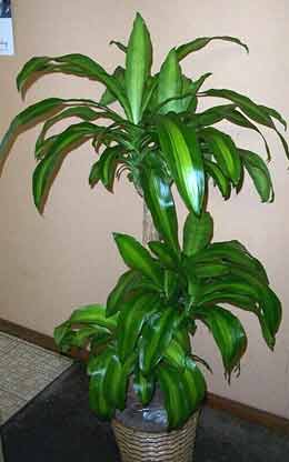 dracena