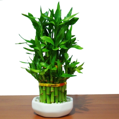 dracena3