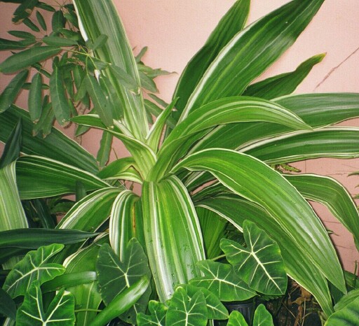 dracena_deremensis