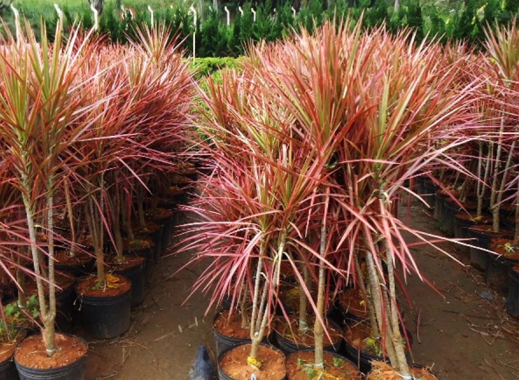 dracena_tricolor