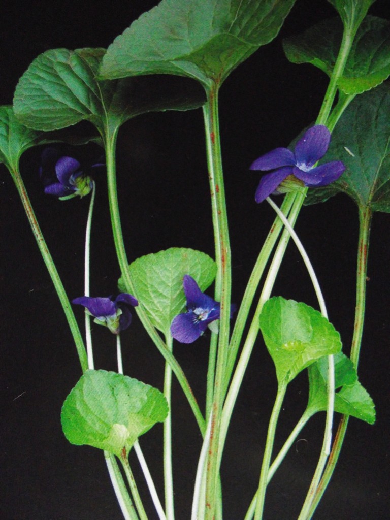 violeta odorata