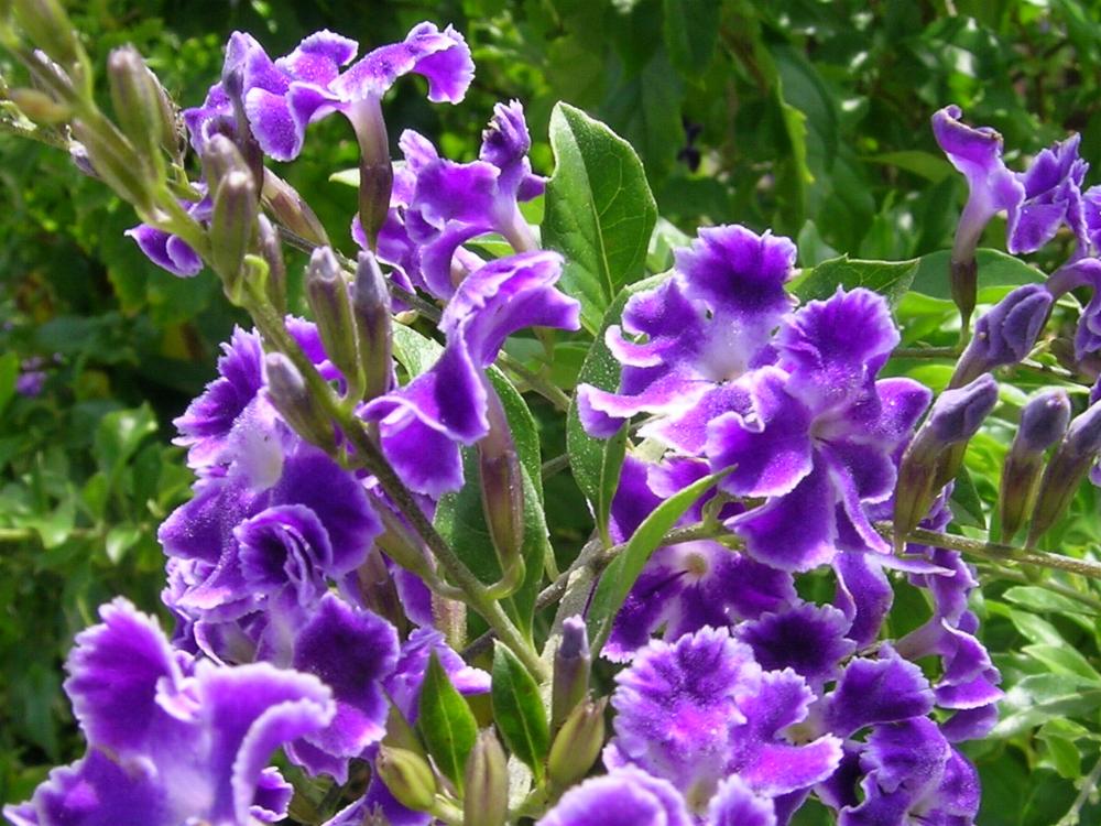 duranta