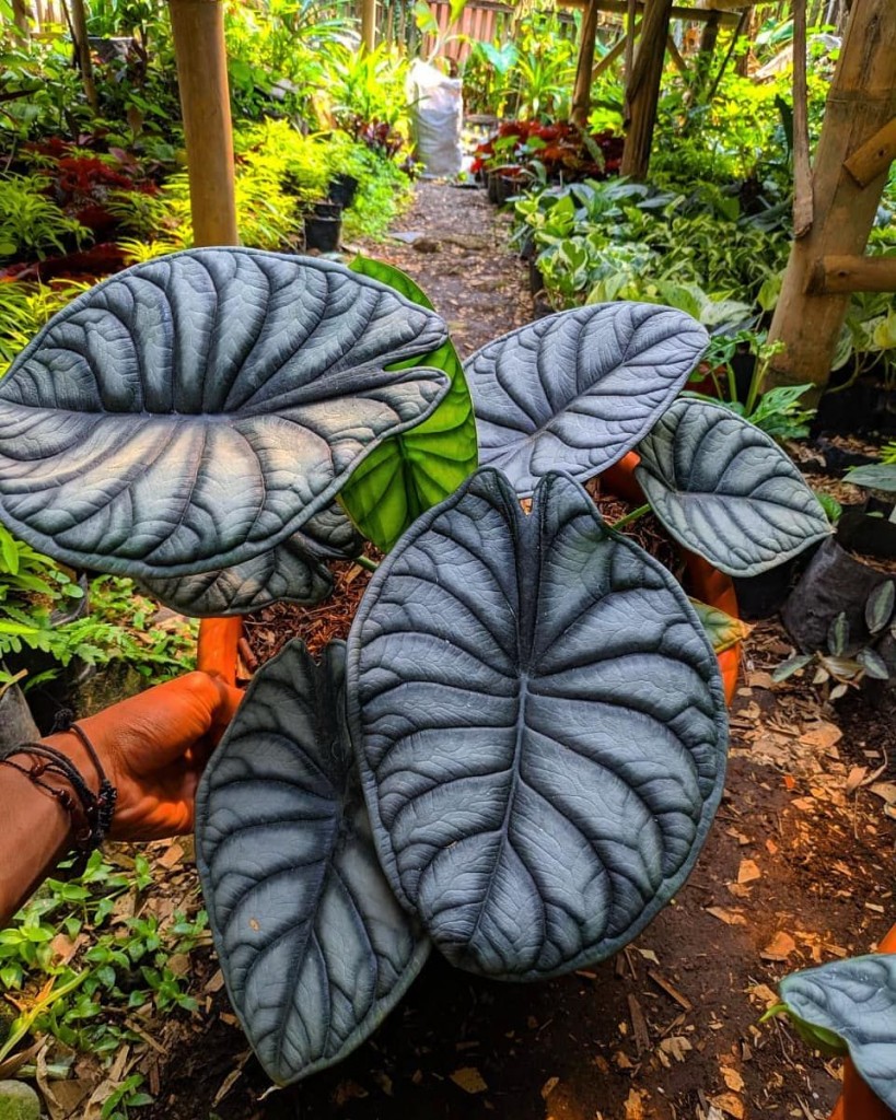 Alocasia nebula