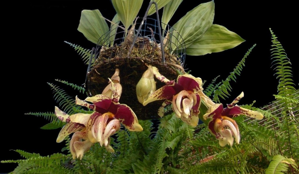 Stanhopea