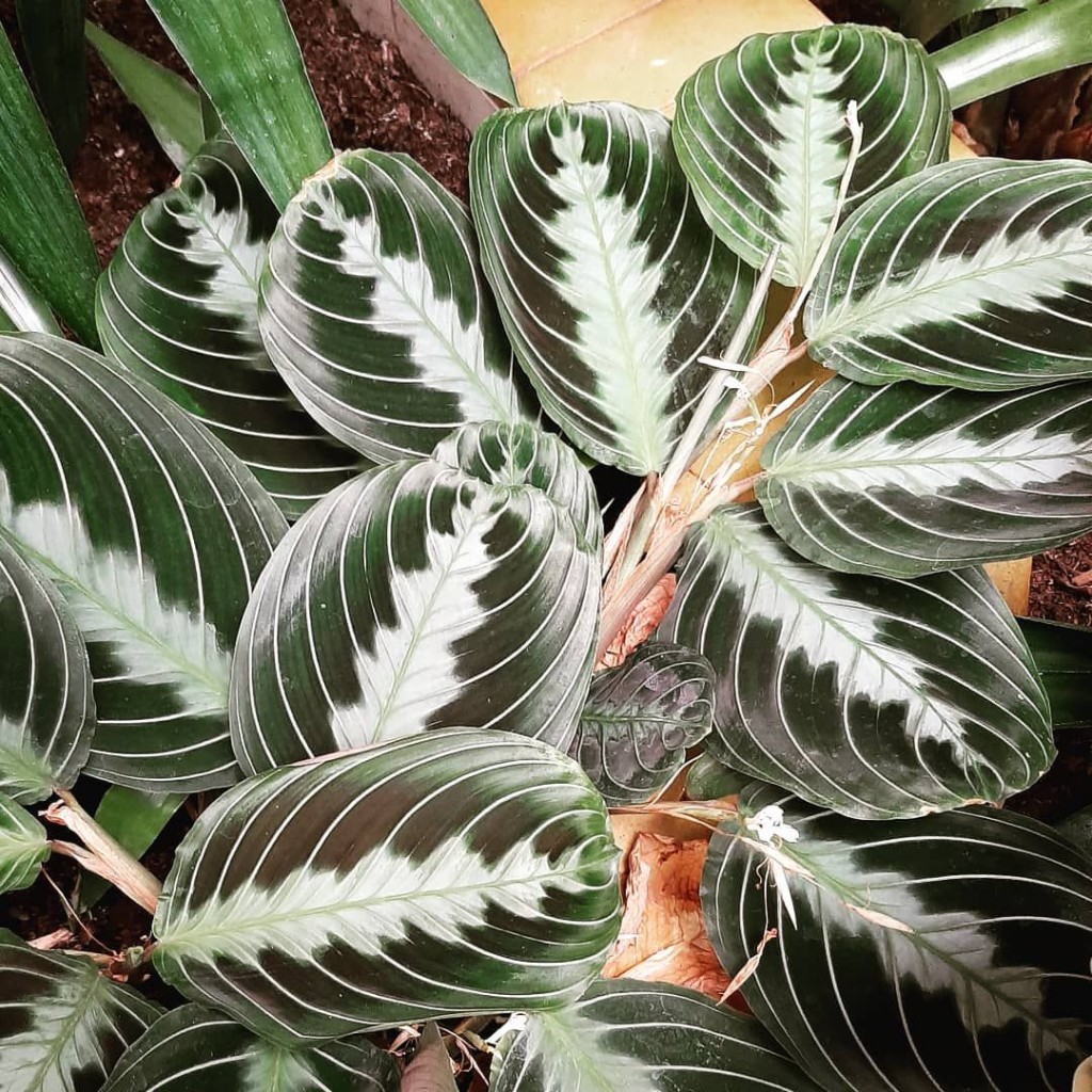 maranta