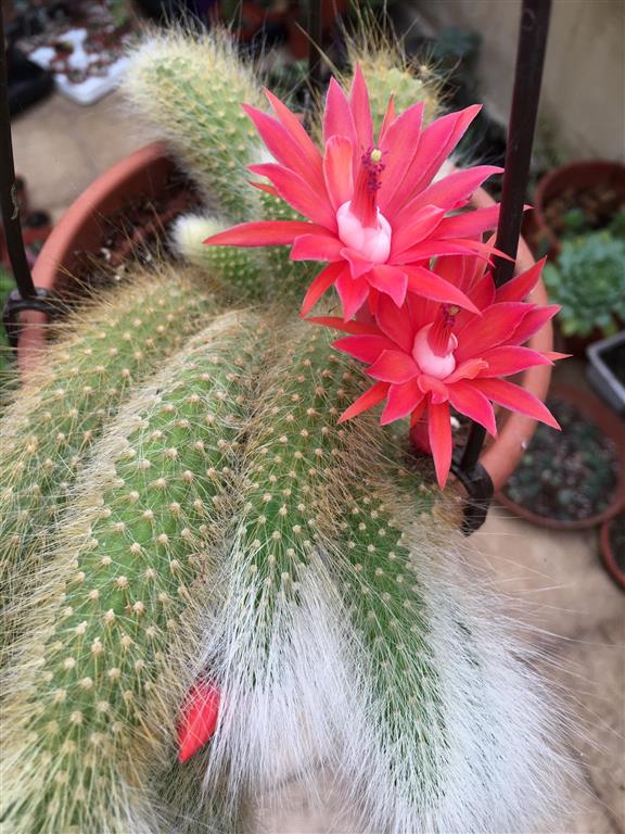 Cleistocactus winteri