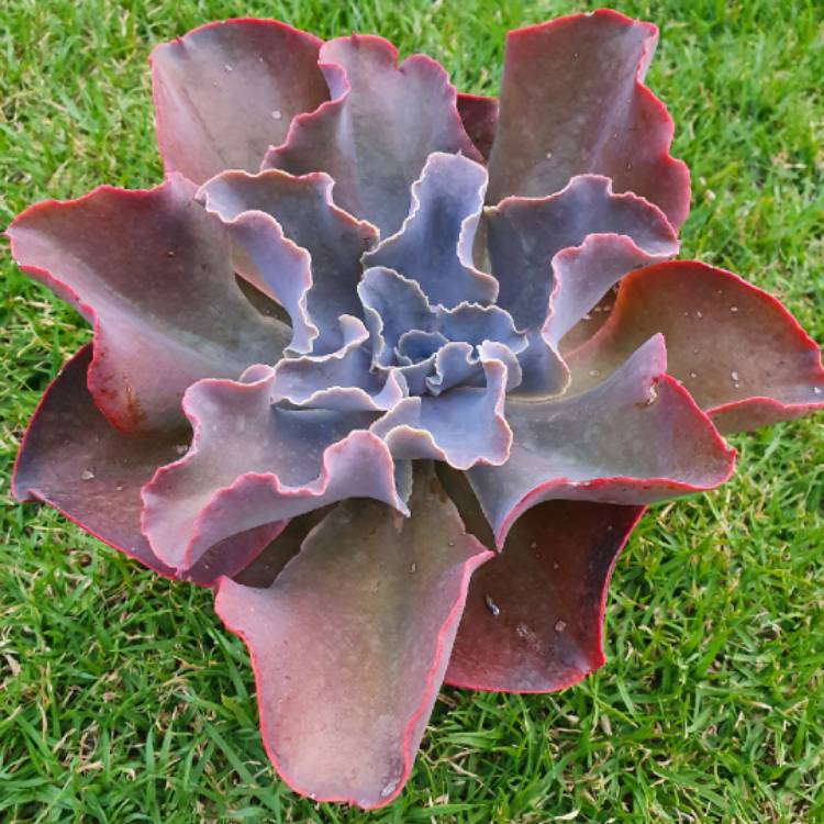 echeveria1