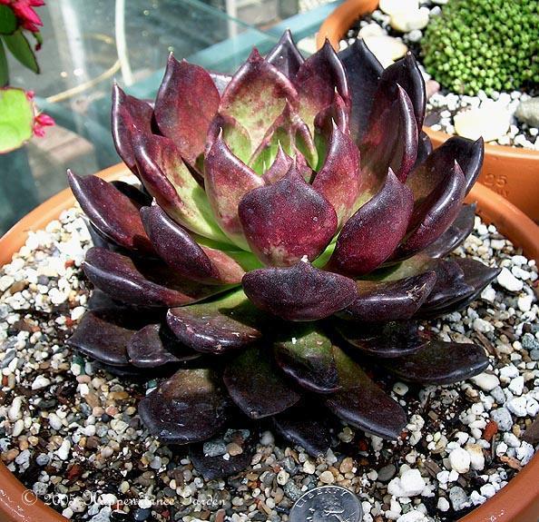 echeveria Black Prince