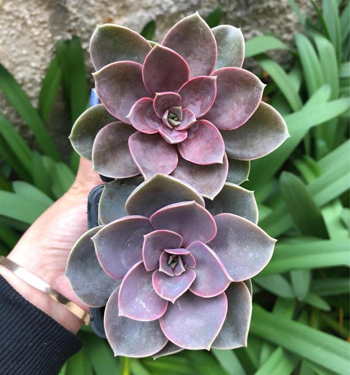 echeveria 