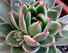 echeveria-agavoides-2