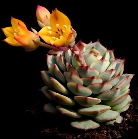 echeveria-derenbergii