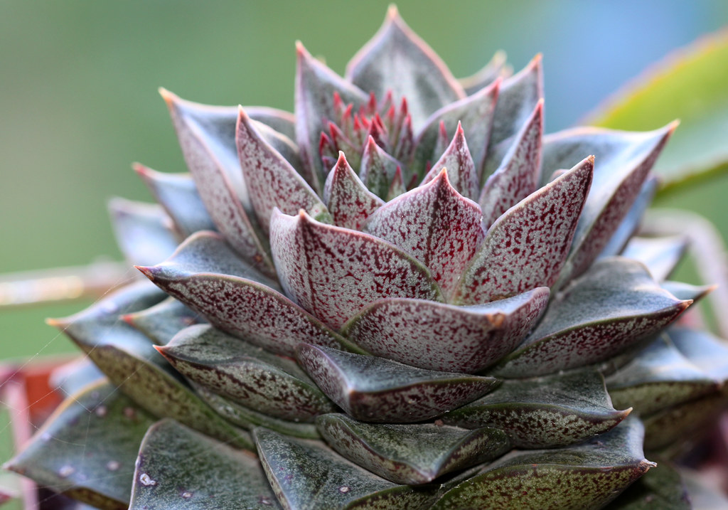 echeveria dionysos