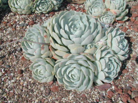 echeveria elegans