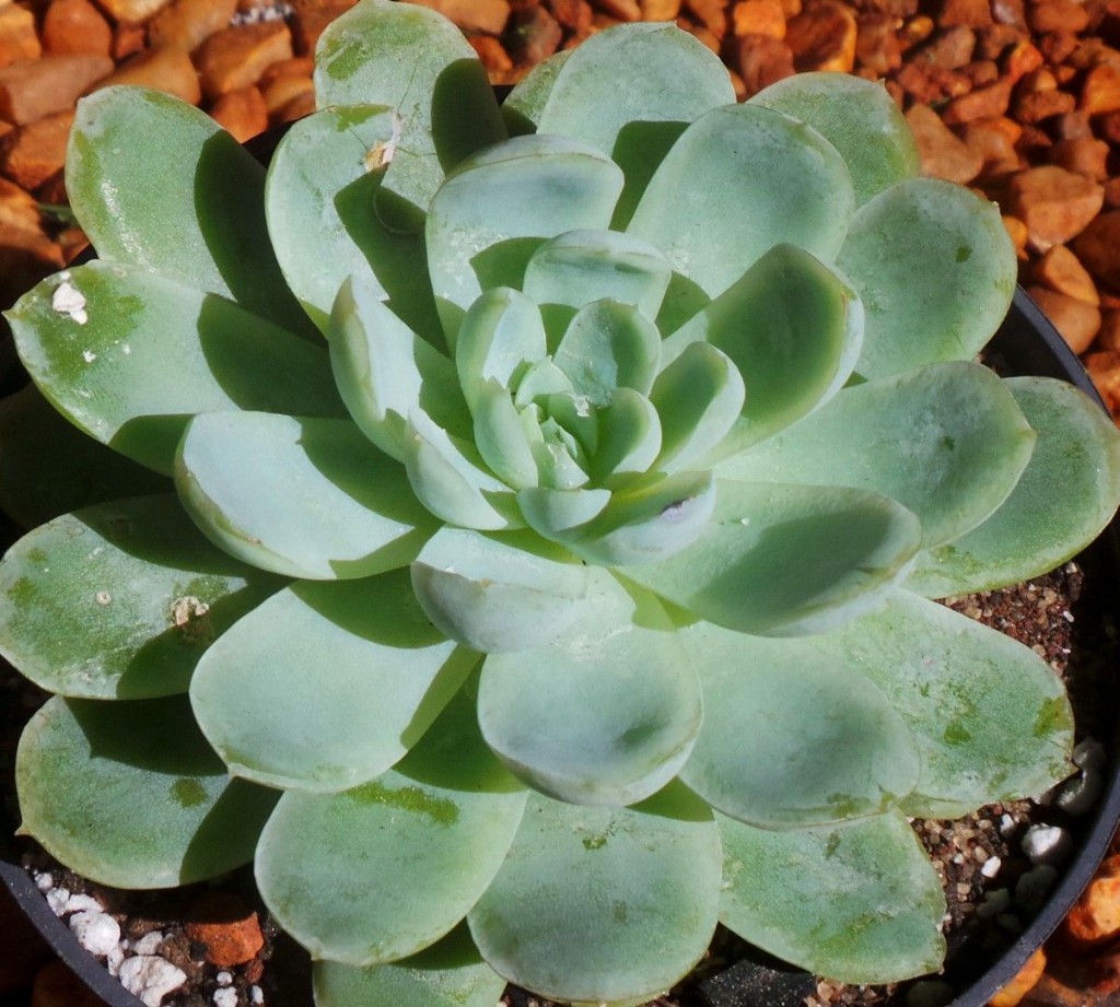 echeveria elegans