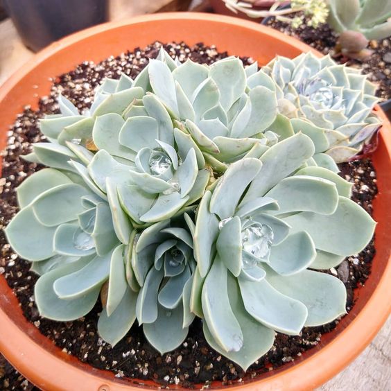 echeveria-glauca-