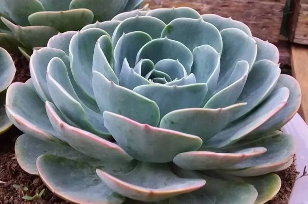 echeveria glauca