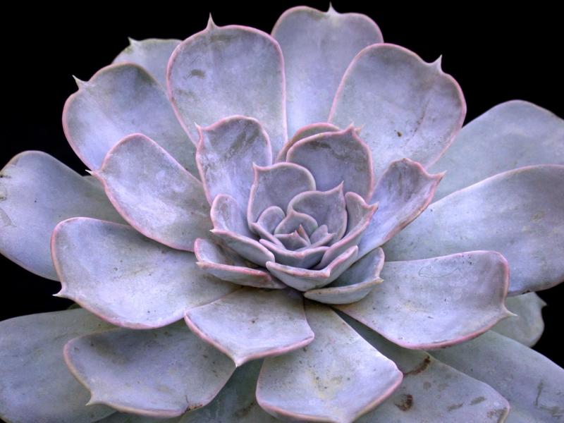 echeveria lilacina