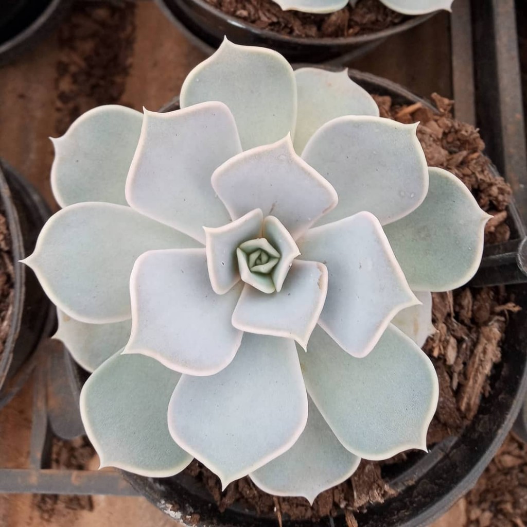 echeveria lilacina