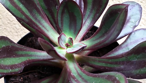 echeveria-nodulosa