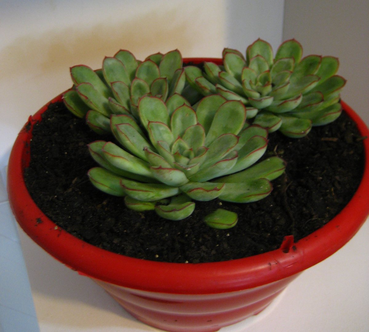 echeveria-polidonis