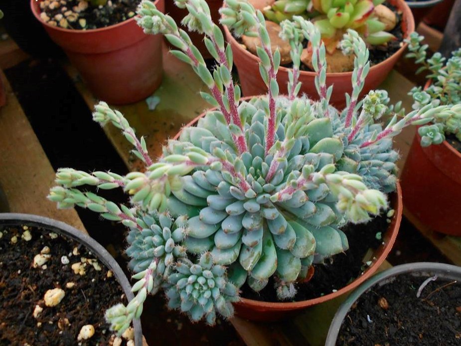 echeveria setosa