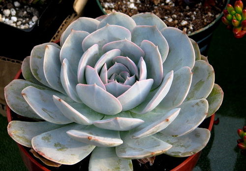 echeveria sp.