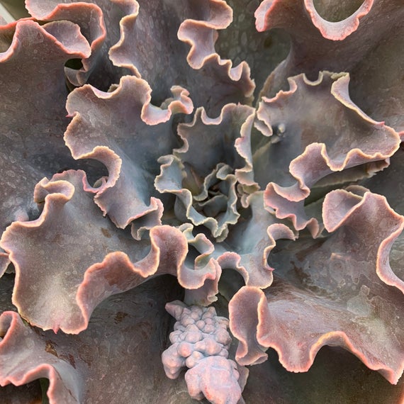 echeveria violacina