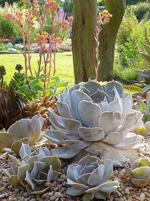 echeveria1-