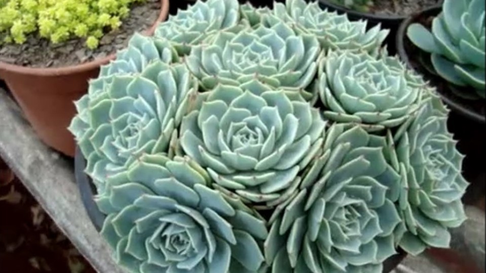 echeveria