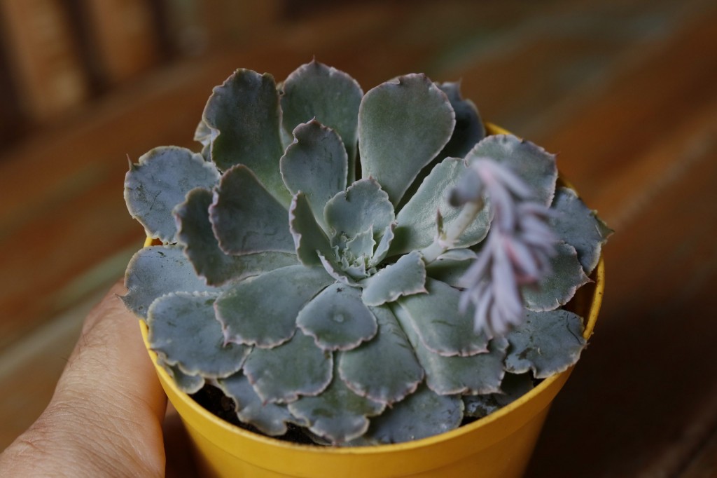 echeveria