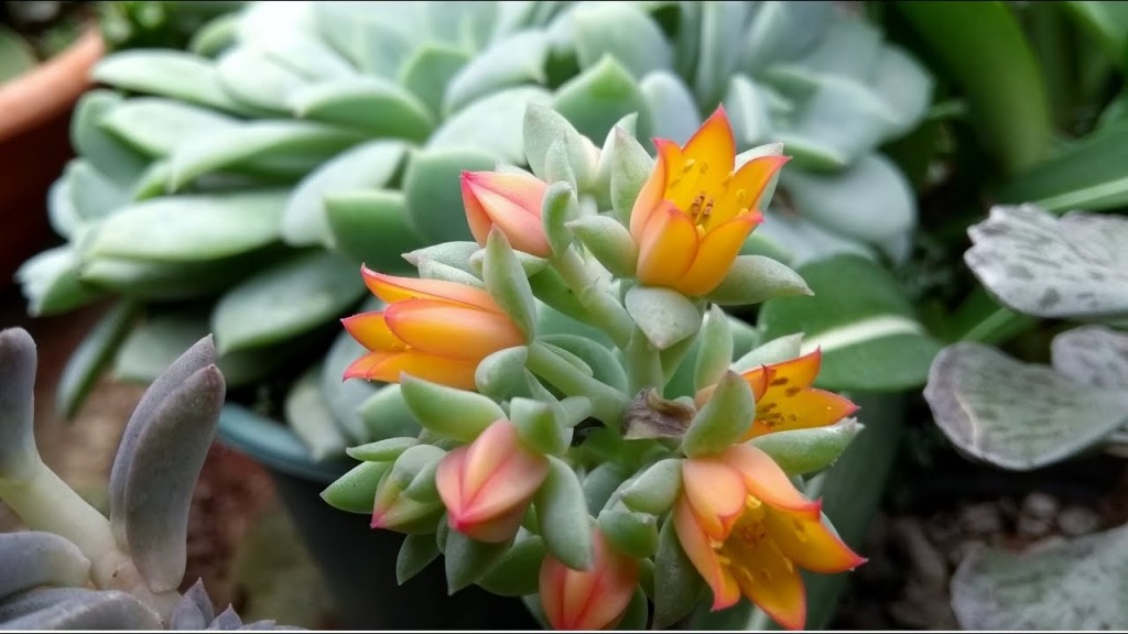 echeveria